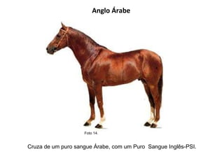 Anglo Árabe  Cruza de um puro sangue Árabe, com um Puro  Sangue Inglês-PSI. Foto 14.  