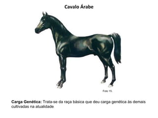 Cavalo Árabe Carga Genética:  Trata-se da raça básica que deu carga genética às demais cultivadas na atualidade . Foto 15.  