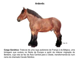 Ardenês Carga Genética:  Trata-se de uma raça autóctone da França e da Bélgica, uma linhagem que evoluiu no Norte da Europa a partir da milenar migração do Berbere, cuja rota se fez da Ásia Central para o Oeste, transformando-se num ramo do chamado Cavalo Nórdico. Foto 16 