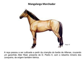 Mangalarga Marchador A raça passou a ser cultivada a partir da crianção do barão de Alfenas, cruzando um garanhão Alter Real, presente de D. Pedro II, com o rebanho mineiro dos Junqueira, de origem também ibérica.  Foto 17 