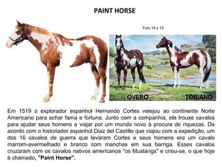 PAINT HORSE  Em 1519 o explorador espanhol Hernando Cortes velejou ao continente Norte Americano para achar fama e fortuna. Junto com a companhia, ele trouxe cavalos para ajudar seus homens a viajar por um mundo novo à procura de riquezas. De acordo com o historiador espanhol Diaz del Castillo que viajou com a expedição, um dos 16 cavalos de guerra que levaram Cortes e seus homens era um cavalo marrom-avermelhado e branco com manchas em sua barriga. Esses cavalos cruzaram com os cavalos nativos americanos "os Mustangs" e criou-se, o que hoje é chamado , "Paint Horse". Foto 18 e 19  