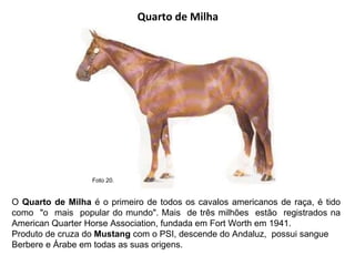 Quarto de Milha  O  Quarto de Milha  é o primeiro de todos os cavalos americanos de raça, é tido como  "o  mais  popular do mundo". Mais  de três milhões  estão  registrados na American Quarter Horse Association, fundada em Fort Worth em 1941.  Produto de cruza do  Mustang  com o PSI, descende do Andaluz,  possui sangue Berbere e Árabe em todas as suas origens.    Foto 20.  