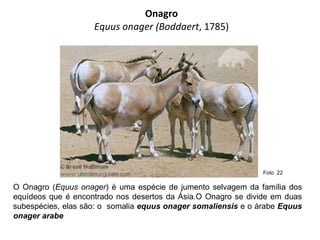 Onagro Equus onager ( Boddaert , 1785) O Onagro ( Equus onager ) é uma espécie de jumento selvagem da família dos equídeos que é encontrado nos desertos da Ásia.O Onagro se divide em duas subespécies, elas são: o  somalia  equus onager somaliensis  e o árabe  Equus onager arabe Foto  22 