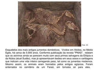 Esqueletos dos mais antigos jumentos domésticos.  Vividos em Abidos, no Médio Egito, há cerca de 5.000 anos. Conforme publicação da revista "PNAS",  relatam que os asininos ainda se parecem muito com seus primos selvagens da Etiópia e da Núbia (atual Sudão), mas já apresentavam lesões em seus ossos e cartilagens que indicam uma vida inteira carregando peso, tal como os jumentos modernos. Mesmo assim, os animais eram honrados pelos antigos egípcios. Foram enterrados no cemitério de um Faraó, em túmulos só para eles.  Foto  23.  