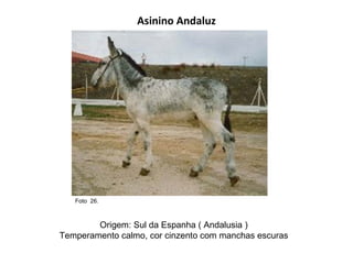 Asinino Andaluz Origem: Sul da Espanha ( Andalusia ) Temperamento calmo, cor cinzento com manchas escuras  Foto  26.  