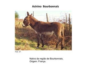 Asinino  Bourbonnais Nativo da região de Bourbonnais, Origem: França.  Foto  27.  