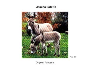 Asinino Cotetin  Origem: francesa Foto  29  