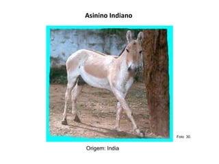 Asinino Indiano  Origem: India  Foto  30.  