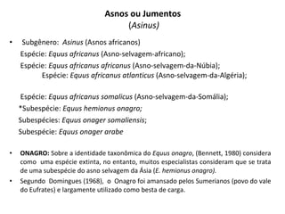 Asnos ou Jumentos  ( Asinus) Subgênero:  Asinus  (Asnos africanos) Espécie:  Equus africanus  (Asno-selvagem-africano);  Espécie:  Equus africanus africanus  (Asno-selvagem-da-Núbia);  Espécie:  Equus africanus atlanticus  (Asno-selvagem-da-Algéria);  Espécie:  Equus africanus somalicus  (Asno-selvagem-da-Somália); *Subespécie:  Equus hemionus onagro; Subespécies:  Equus onager somaliensis ;  Subespécie:  Equus onager arabe ONAGRO:  Sobre a identidade taxonômica do  Equus onagro , (Bennett, 1980) considera como  uma espécie extinta, no entanto, muitos especialistas consideram que se trata de uma subespécie do asno selvagem da Ásia ( E. hemionus onagro).  Segundo  Domingues (1968),  o  Onagro foi amansado pelos Sumerianos (povo do vale do Eufrates) e largamente utilizado como besta de carga. 
