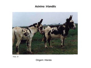 Asinino  Irlandês Origem: Irlanda Foto  31  