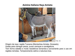 Asinino Italiano Raça Amiata Origem da raça: região Tuscana (Montanhas Amiata, Grosseto).  Usado para carregar pesos, puxar carroças e cavalgadura. Tem forma esbelta e muita resistência tornando-o conveniente para o uso em regiões remotas. Temperamento calmo e natureza boa.  Foto  32  
