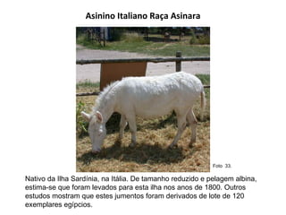 Asinino Italiano Raça Asinara Nativo da Ilha Sardínia, na Itália. De tamanho reduzido e pelagem albina, estima-se que foram levados para esta ilha nos anos de 1800. Outros estudos mostram que estes jumentos foram derivados de lote de 120 exemplares egípcios.  Foto  33.  