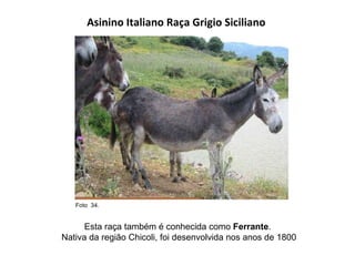 Asinino Italiano Raça Grigio Siciliano  Esta raça também é conhecida como  Ferrante .  Nativa da região Chicoli, foi desenvolvida nos anos de 1800 Foto  34.  