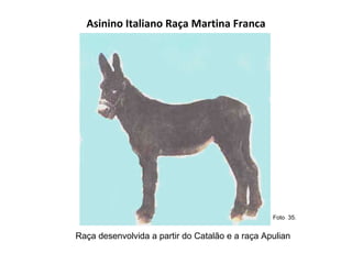 Asinino Italiano Raça Martina Franca Raça desenvolvida a partir do Catalão e a raça Apulian Foto  35.  