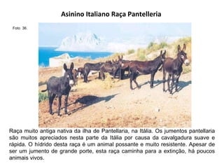 Asinino Italiano Raça Pantelleria  Raça muito antiga nativa da ilha de Pantellaria, na Itália. Os jumentos pantellaria são muitos apreciados nesta parte da Itália por causa da cavalgadura suave e rápida. O hídrido desta raça é um animal possante e muito resistente. Apesar de ser um jumento de grande porte, esta raça caminha para a extinção, há poucos animais vivos.  Foto  36.  