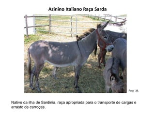 Asinino Italiano Raça Sarda Nativo da ilha de Sardinia, raça apropriada para o transporte de cargas e arrasto de carroças.  Foto  38.  