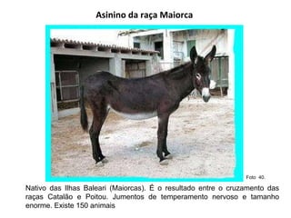 Asinino da raça Maiorca  Nativo das Ilhas Baleari (Maiorcas). É o resultado entre o cruzamento das raças Catalão e Poitou. Jumentos de temperamento nervoso e tamanho enorme. Existe 150 animais  Foto  40.  