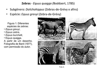 Zebras  - Equus quagga ( Boddaert, 1785)   Subgênero:  Dolichohippus  (Zebras-de-Grévy e afins) Espécie:  Equus grevyi  (Zebra-de-Grévy) Foto 2.  Figura 1: Diferentes espécies de zebras:  Equus grevyi ,  Equus zebra ,  Equus burchelli,  Equus quagga.  A partir de um desenho. Fotografia de Bard (1977), com permissão do autor. 
