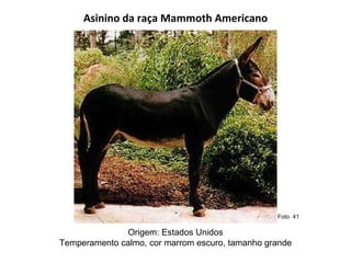 Asinino da raça Mammoth Americano Origem: Estados Unidos Temperamento calmo, cor marrom escuro, tamanho grande  Foto  41  