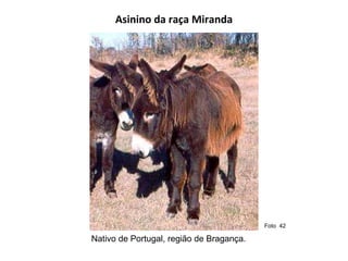 Asinino da raça Miranda Nativo de Portugal, região de Bragança. Foto  42  