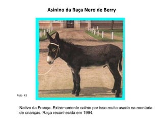 Asinino da Raça Nero de Berry  Nativo da França. Extremamente calmo por isso muito usado na montaria de crianças. Raça reconhecida em 1994.  Foto  43  
