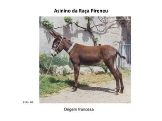 Asinino da Raça Pireneu Origem francesa Foto  46.  