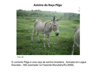 Asinino da Raça Pêga O Jumento Pêga é uma raça de asinino brasileira , formada em Lagoa Dourada – MG (exemplar na Fazenda Murubahy/RJ-2008). Foto  49  