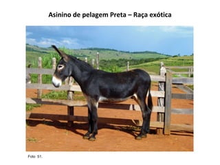 Asinino de pelagem Preta – Raça exótica Foto  51.  