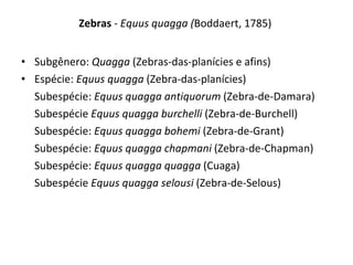 Zebras  - Equus quagga ( Boddaert, 1785)   Subgênero:  Quagga  (Zebras-das-planícies e afins) Espécie:  Equus quagga  (Zebra-das-planícies) Subespécie:  Equus quagga antiquorum  (Zebra-de-Damara) Subespécie  Equus quagga burchelli  (Zebra-de-Burchell) Subespécie:  Equus quagga bohemi  (Zebra-de-Grant)  Subespécie:  Equus quagga chapmani  (Zebra-de-Chapman) Subespécie:  Equus quagga quagga  (Cuaga) Subespécie  Equus quagga selousi  (Zebra-de-Selous) 
