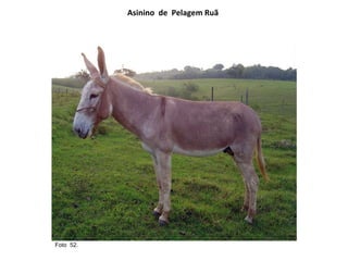 Asinino  de  Pelagem Ruã Foto  52.  