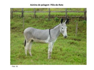 Asinino de pelagem  Pêlo-de-Rato Foto  53  