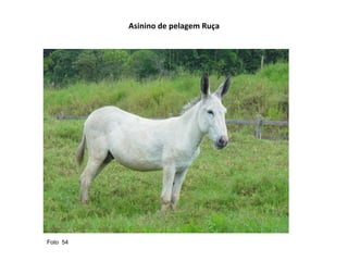 Asinino de pelagem Ruça Foto  54  