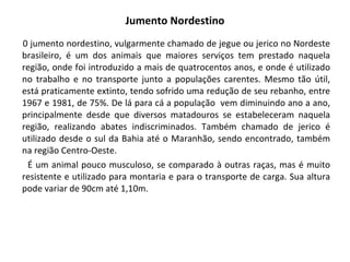 Jumento Nordestino 0 jumento nordestino, vulgarmente chamado de jegue ou jerico no Nordeste brasileiro, é um dos animais que maiores serviços tem prestado naquela região, onde foi introduzido a mais de quatrocentos anos, e onde é utilizado no trabalho e no transporte junto a populações carentes. Mesmo tão útil, está praticamente extinto, tendo sofrido uma redução de seu rebanho, entre 1967 e 1981, de 75%. De lá para cá a população  vem diminuindo ano a ano, principalmente desde que diversos matadouros se estabeleceram naquela região, realizando abates indiscriminados. Também chamado de jerico é utilizado desde o sul da Bahia até o Maranhão, sendo encontrado, também na região Centro-Oeste.  É um animal pouco musculoso, se comparado à outras raças, mas é muito resistente e utilizado para montaria e para o transporte de carga. Sua altura pode variar de 90cm até 1,10m.  