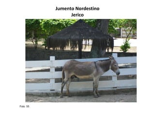 Jumento Nordestino Jerico Foto  55  