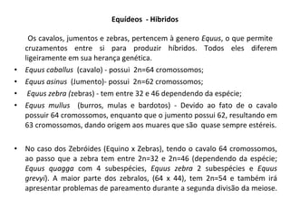 Equídeos  - Hibridos Os cavalos, jumentos e zebras, pertencem à genero  Equus , o que permite  cruzamentos entre si para produzir híbridos. Todos eles diferem ligeiramente em sua herança genética.  Equus caballus  (cavalo) - possui  2n=64 cromossomos; Equus asinus  (Jumento)- possui  2n=62 cromossomos; Equus zebra ( zebras) - tem entre 32 e 46 dependendo da espécie; Equus mullus  (burros, mulas e bardotos) - Devido ao fato de o cavalo possuir 64 cromossomos, enquanto que o jumento possui 62, resultando em 63 cromossomos, dando origem aos muares que são  quase sempre estéreis. No caso dos Zebróides (Equino x Zebras), tendo o cavalo 64 cromossomos, ao passo que a zebra tem entre 2n=32 e 2n=46 (dependendo da espécie;  Equus quagga  com 4 subespécies,  Equus zebra  2 subespécies e  Equus grevyi ). A maior parte dos zebralos, (64 x 44), tem 2n=54 e também irá apresentar problemas de pareamento durante a segunda divisão da meiose. 