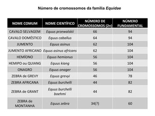 Número de cromossomos da família  Equidae     NOME COMUM NOME CIENTÍFICO NÚMERO DE CROMOSSOMOS (2n)  NÚMERO FUNDAMENTAL CAVALO SELVAGEM Equus przewalskii 66 94 CAVALO DOMÉSTICO Equus caballus 64 94 JUMENTO Equus asinus 62 104 JUMENTO AFRICANO Equus asinus africans 62 104 HEMÍONO Equus hemionus 56 104 HEMIPO ou QUIANG Equus kiang 56 104 ONAGRO Equus onager 56 104 ZEBRA de GREVY Equus grevyi 46 78 ZEBRA AFRICANA Equus burchelli 44 82 ZEBRA de GRANT Equus burchelli boehmi 44 82 ZEBRA de MONTANHA Equus zebra 34(?) 60 