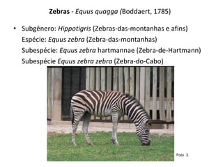 Zebras  - Equus quagga ( Boddaert, 1785)   Subgênero:  Hippotigris  (Zebras-das-montanhas e afins) Espécie:  Equus zebra  (Zebra-das-montanhas) Subespécie:  Equus zebra  hartmannae (Zebra-de-Hartmann) Subespécie  Equus zebra zebra  (Zebra-do-Cabo)  Foto  3.  