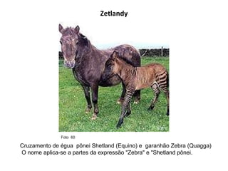 Zetlandy Cruzamento de égua  pônei Shetland (Equino) e  garanhão Zebra (Quagga) O nome aplica-se a partes da expressão "Zebra" e "Shetland pônei. Foto  60  