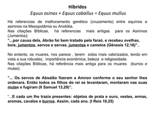 Híbridos   Equus asinos  +  Equus caballus = Equus mullus Há referencias de melhoramento genético (cruzamento) entre equínos e asininos na Mesopotâmia ou Anotólia. Nas citações Bíblicas,  há referencias  mais antigas  para os Asininos (Jumentos): “ ...por causa dela, Abrão foi bem tratado pelo faraó, e recebeu ovelhas, bois,  jumentos , servos e servas,  jumentas  e camelos (Gênesis 12,16)” ,. No entanto, os muares, nos parece , terem  sidos mais valorizados, tendo em vista a sua robustez,  importância econômica, beleza  e religiosidade. Nas citações Bíblicas, há referência mais antiga para os muares  (burros e mulas): ” ... Os servos de Absalão fizeram a Amnon conforme o seu senhor lhes ordenara. Então todos os filhos do rei se levantaram, montaram nas suas  mula s e fugiram (II Samuel 13,29)”.  “ ... E cada um lhe trazia presentes: objetos de prata e ouro, vestes, armas, aromas, cavalos e  burros . Assim, cada ano. (I Reis 10,25) 