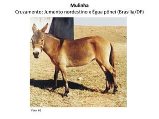 Mulinha Cruzamento: Jumento nordestino x Égua pônei (Brasília/DF) Foto  63  