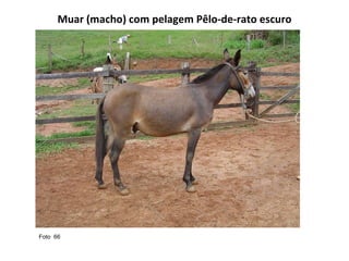 Muar (macho) com pelagem Pêlo-de-rato escuro Foto  66  