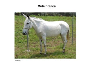 Mula branca Foto  67  