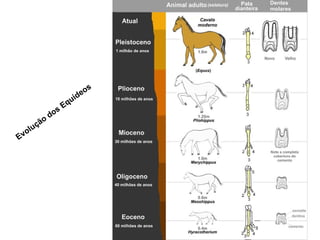 Evolução dos Equídeos 