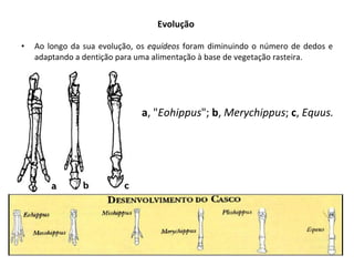 Evolução Ao longo da sua evolução, os  equídeos  foram diminuindo o número de dedos e adaptando a dentição para uma alimentação à base de vegetação rasteira. a , " Eohippus ";  b ,  Merychippus ;  c ,  Equus. 