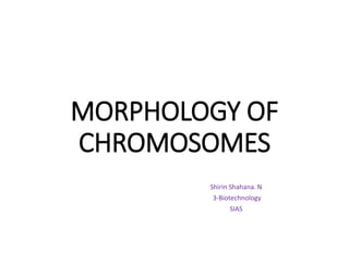 MORPHOLOGY OF
CHROMOSOMES
Shirin Shahana. N
3-Biotechnology
SIAS
 