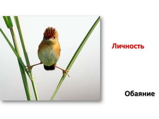 Личность
Обаяние
 
