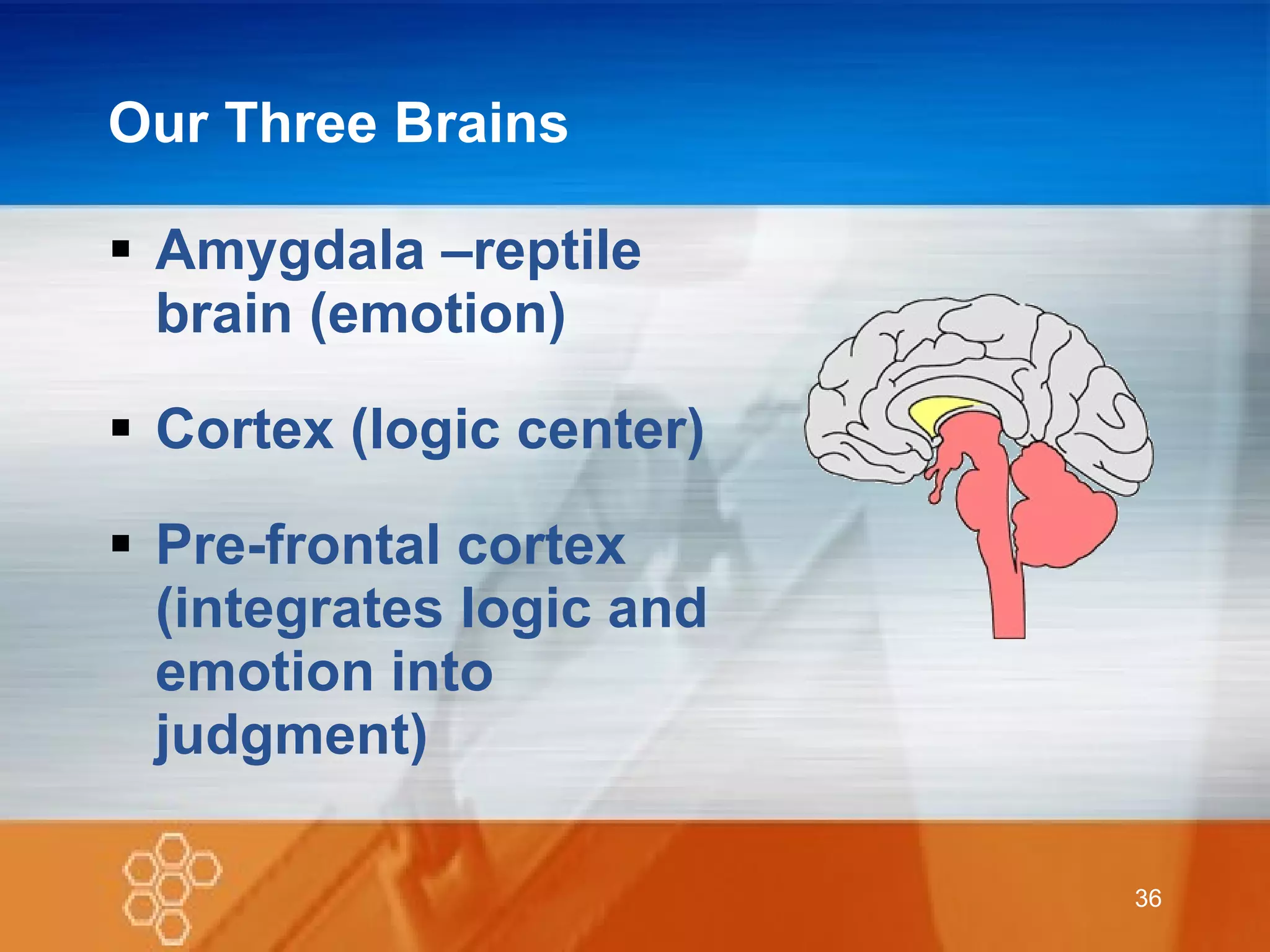 Our Three Brains Amygdala –reptile brain (emotion) Cortex (logic center) Pre-frontal cortex (integrates logic and emotion into judgment) 