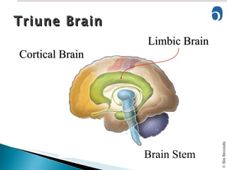 Triune Brain Cortical Brain Limbic Brain Brain Stem 