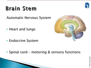 Automatic Nervous System Heart and lungs Endocrine System Spinal cord – motoring & sensory functions Brain Stem 