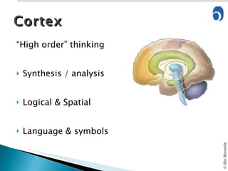 “ High order” thinking Synthesis / analysis Logical & Spatial Language & symbols Cortex 